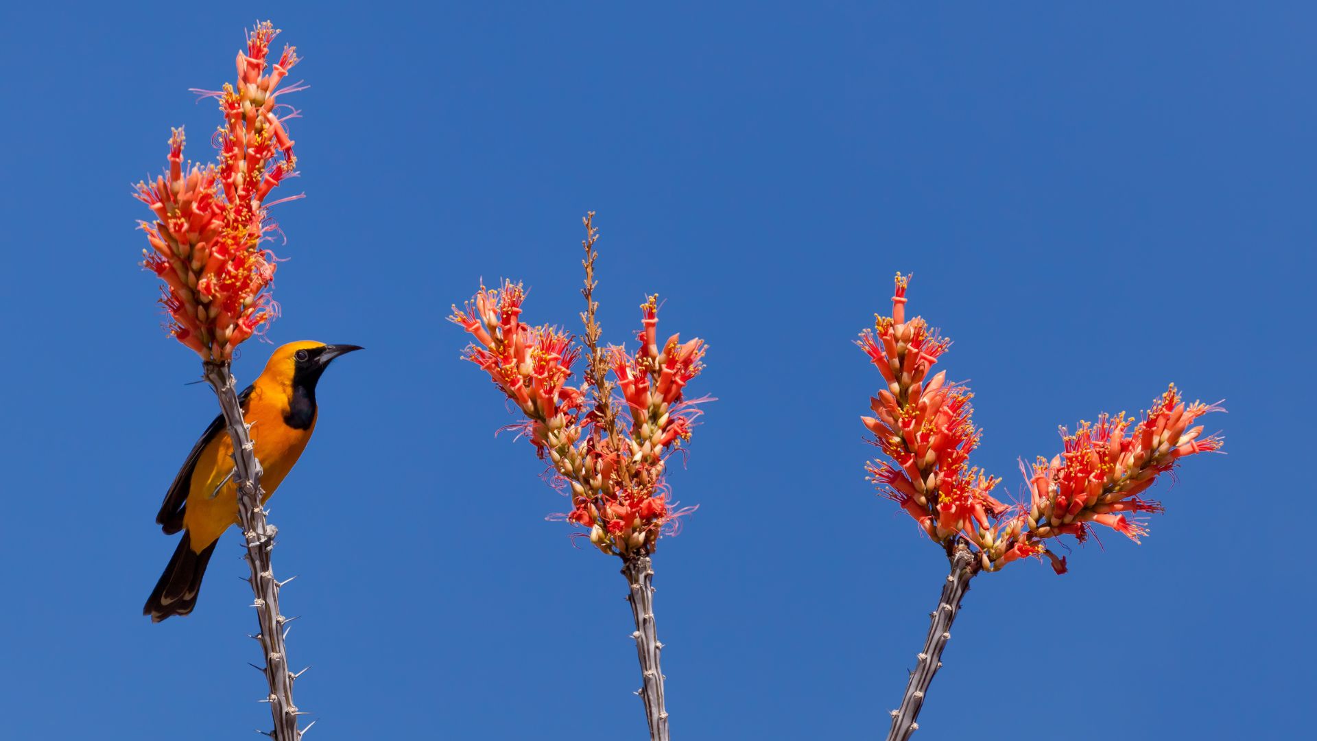 Orioles, Hooded (FIRST Sighted)
